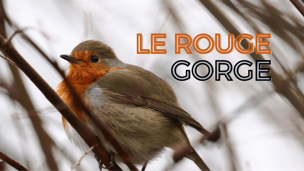 Le Rouge-gorge Familier